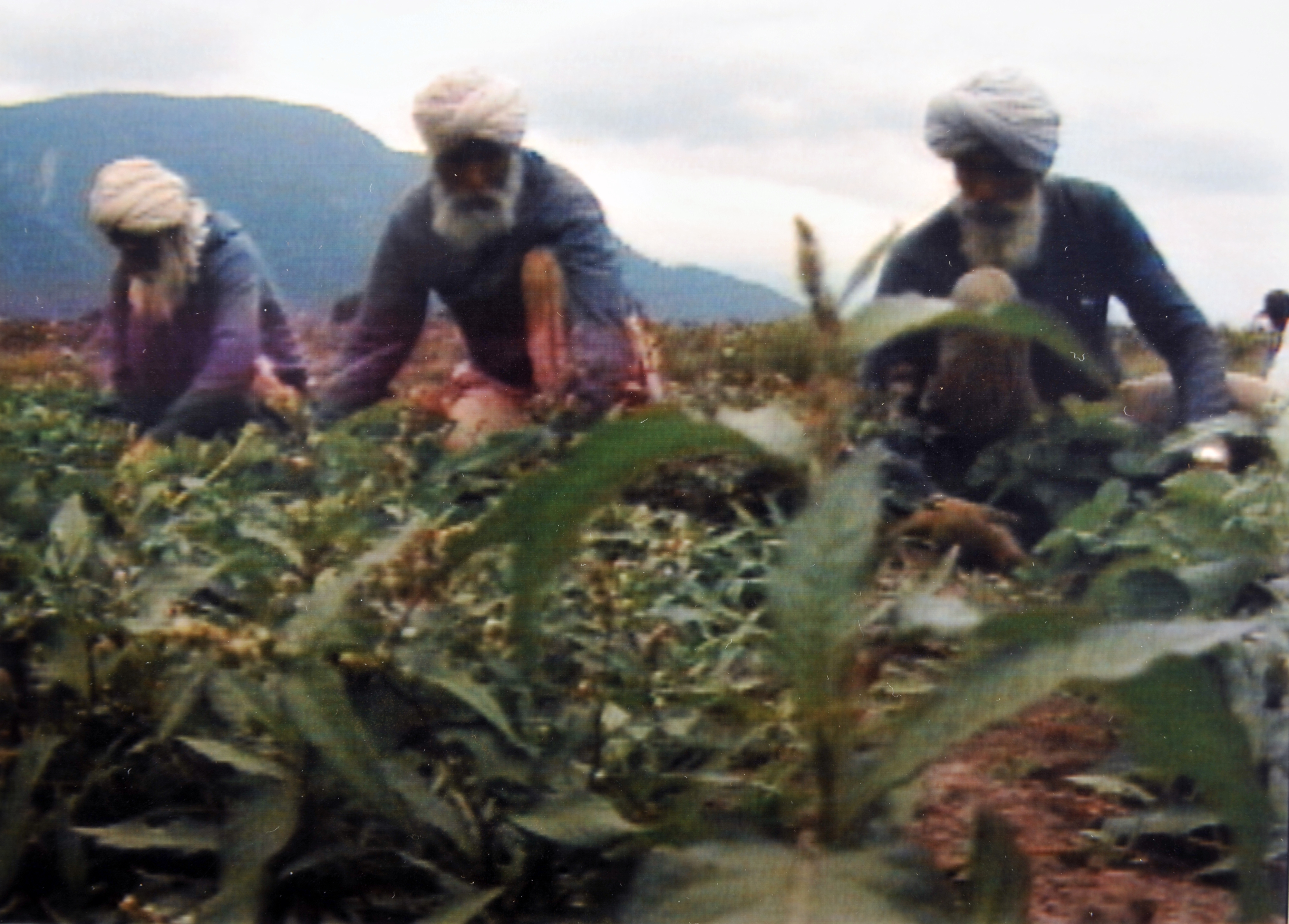 international spraying pesticides 1990 Farmers UFW US CFU Canada Workers Farm